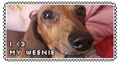 a photo of my pleading red dachshund with the text 'I heart my weenie'